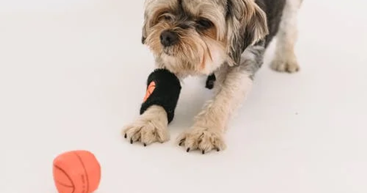 Digging Out the Truth Behind 4 Small Dog Myths