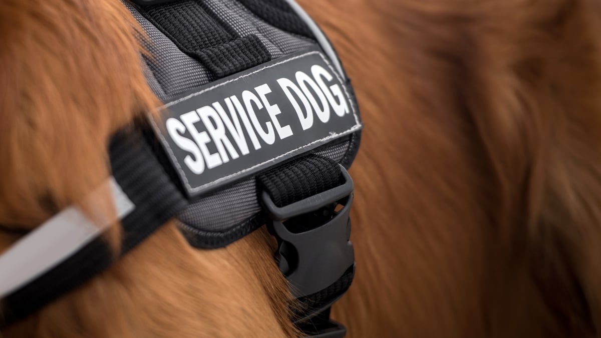 Service Dogs