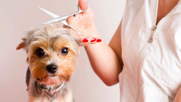 3+ Best Small Dogs Grooming Scissors