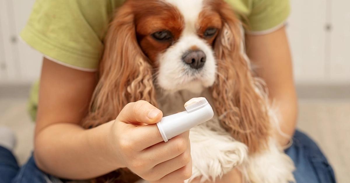 a human brushing dogs teeth