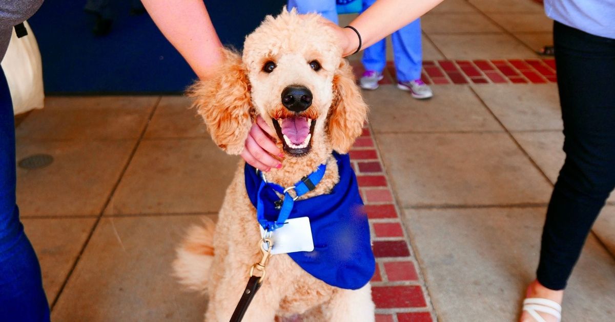 Six Common Questions about Therapy Pets