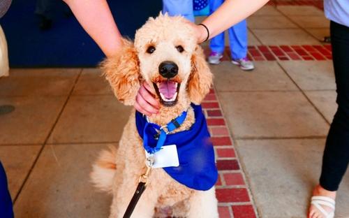 Six Common Questions about Therapy Pets