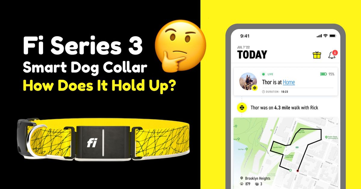Fi Series 3 Smart Dog Collar: image of fi series 3 dogs gps tracker