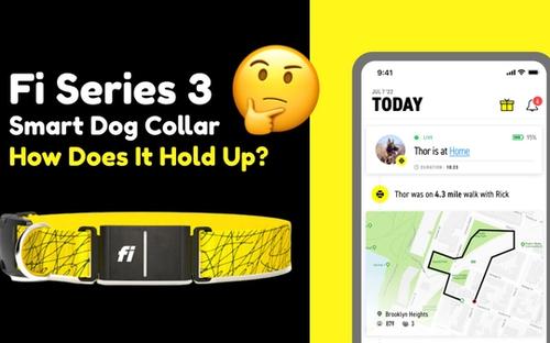 Fi Series 3 Smart Dog Collar: image of fi series 3 dogs gps tracker