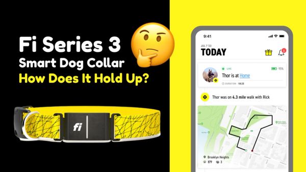 Fi Series 3 Smart Dog Collar: image of fi series 3 dogs gps tracker
