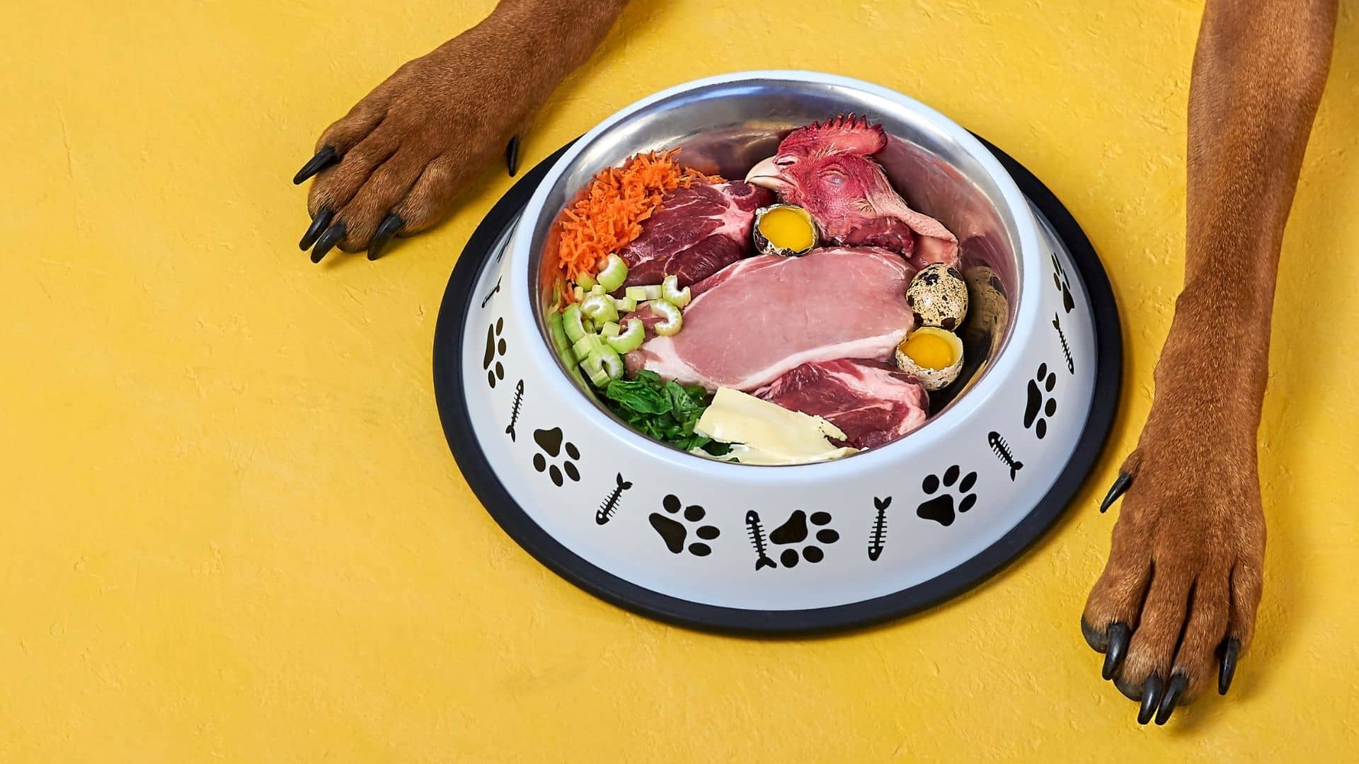 Dog Nutrition 101: What to Feed Your Dog