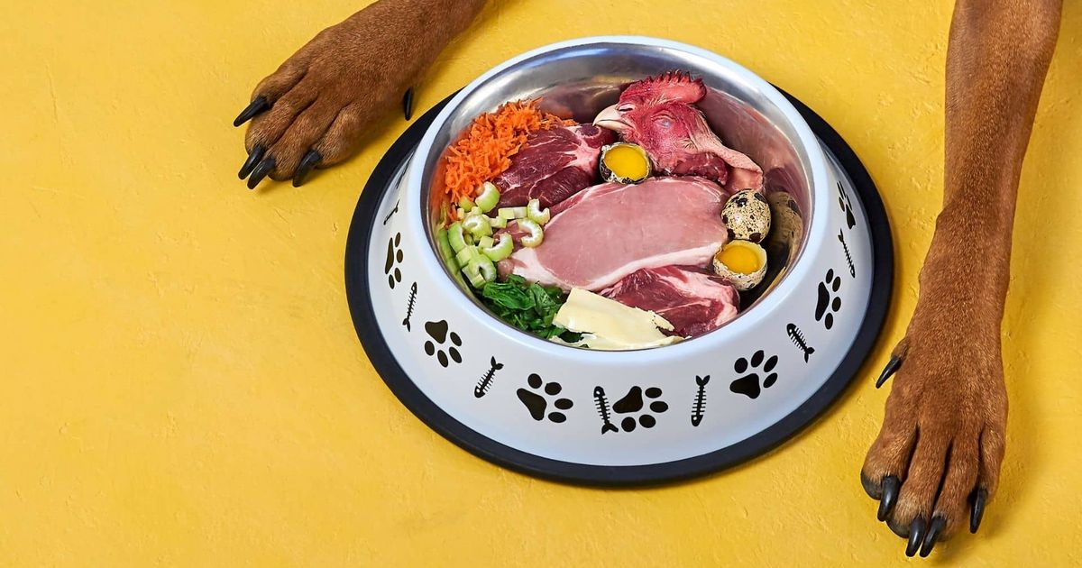 Dog Nutrition 101: What to Feed Your Dog