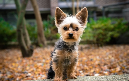 6 Tried and Tested Ways to Calm Your Anxious Dog