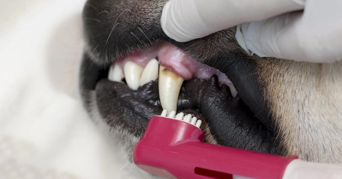 How Important Is Pet Dental Care?