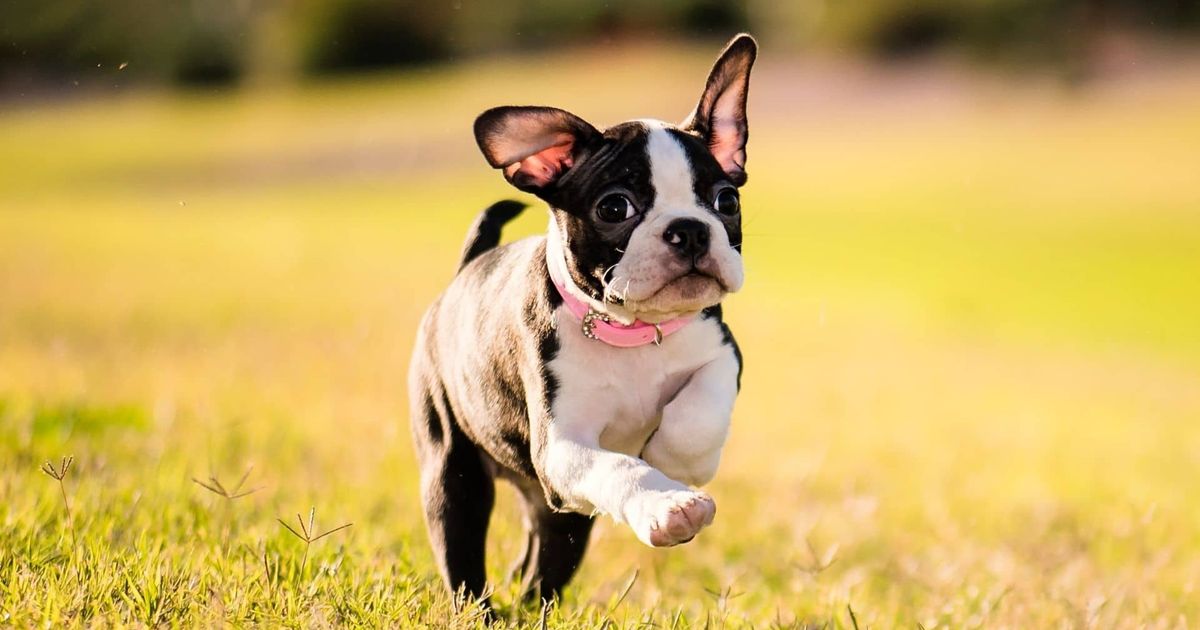 The Boston Terrier: A Very Self Sufficient Small Dog and a Great Family Pet
