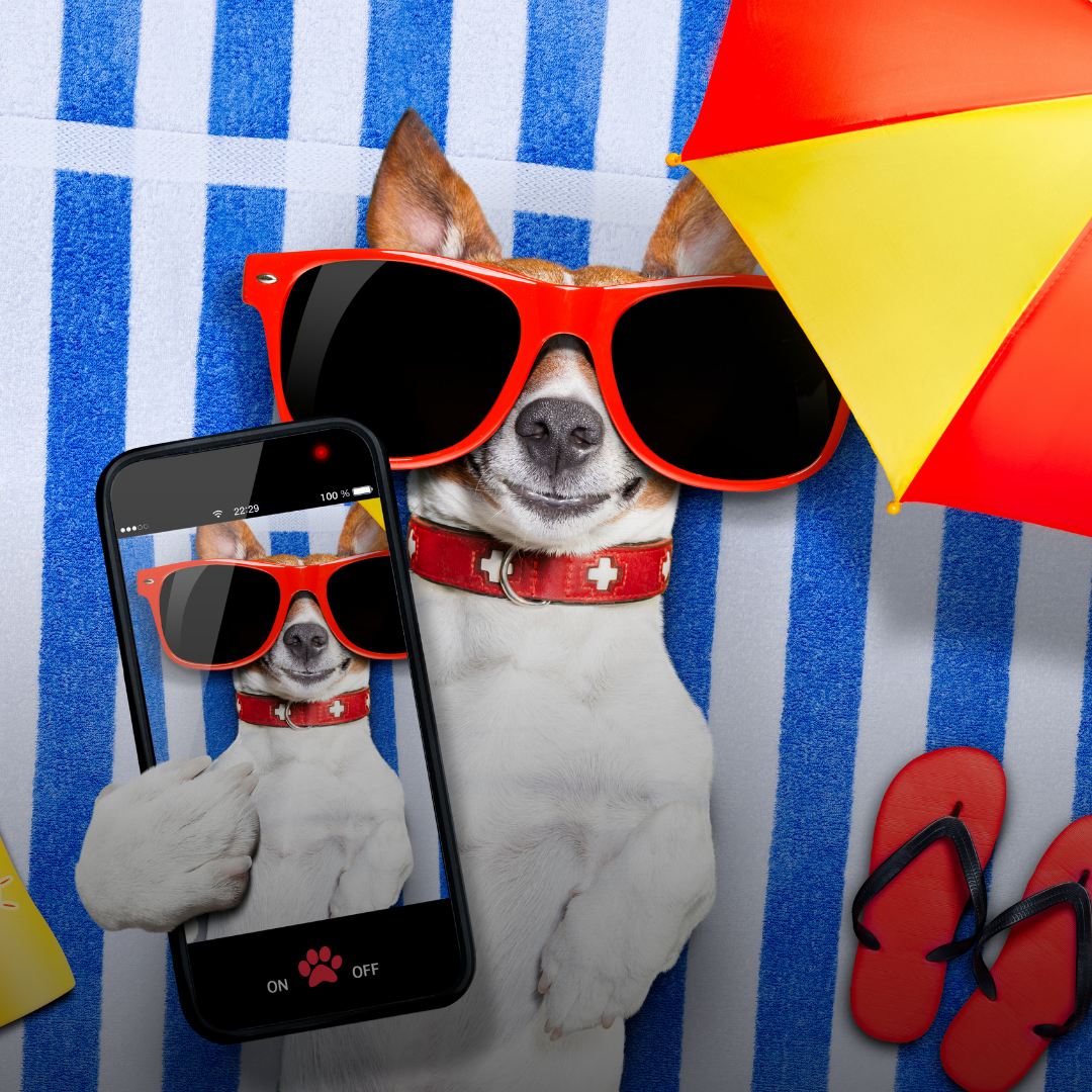 Summer Sun in the UAE: Why Your Dog Needs Sunscreen and How to Choose the Best Options