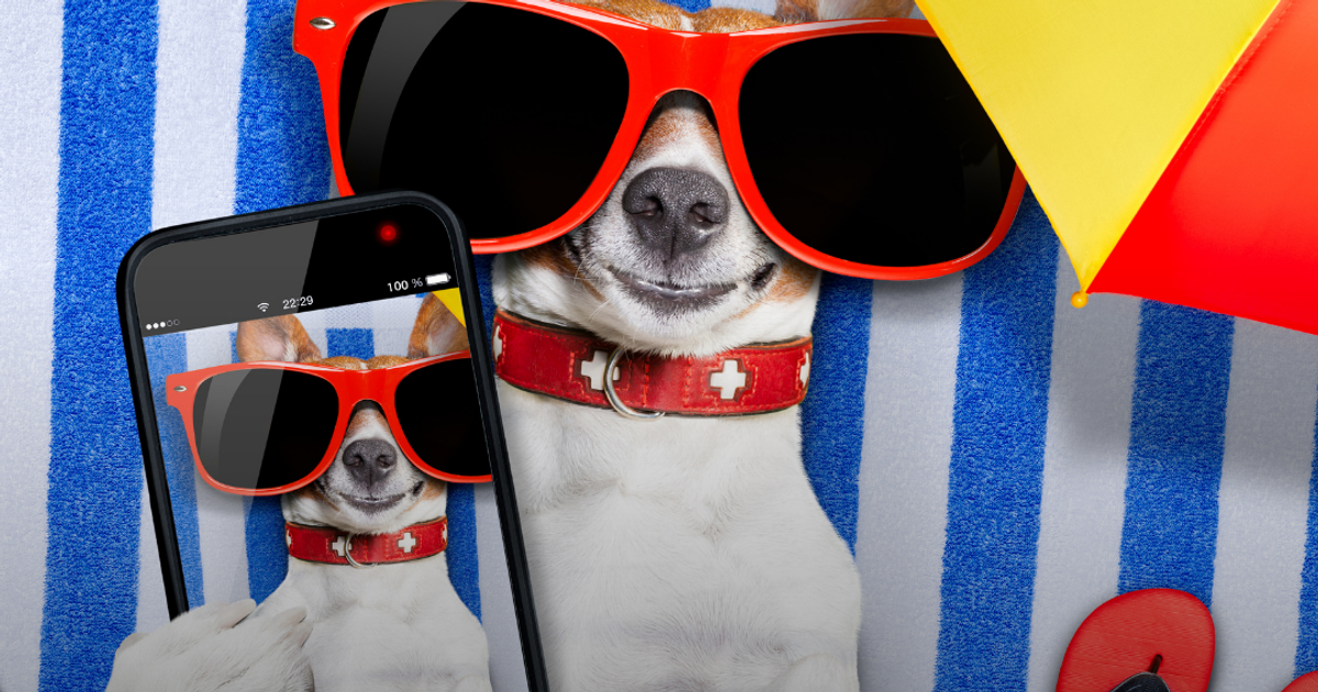 Summer Sun in the UAE: Why Your Dog Needs Sunscreen and How to Choose the Best Options