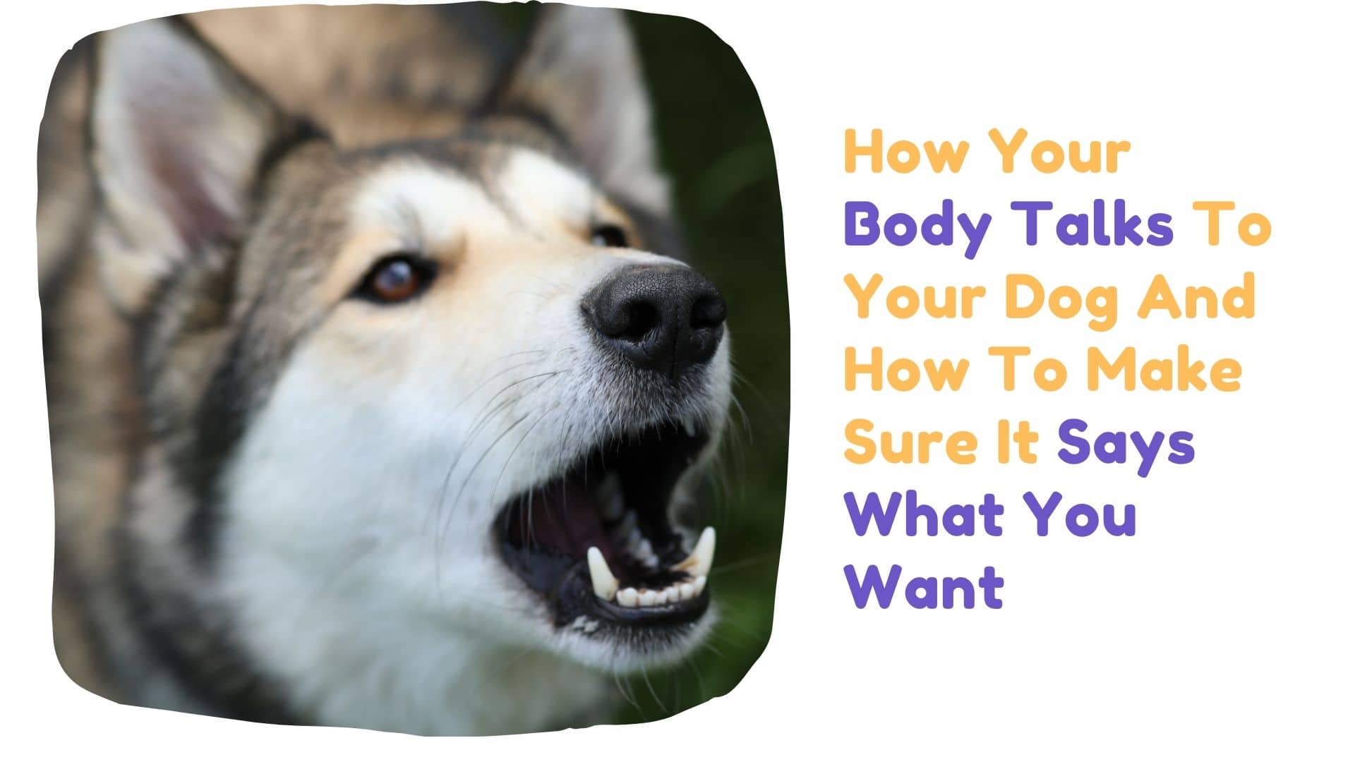 How Your Body "Talks" To Your Dog And How To Make Sure It Says What You Want