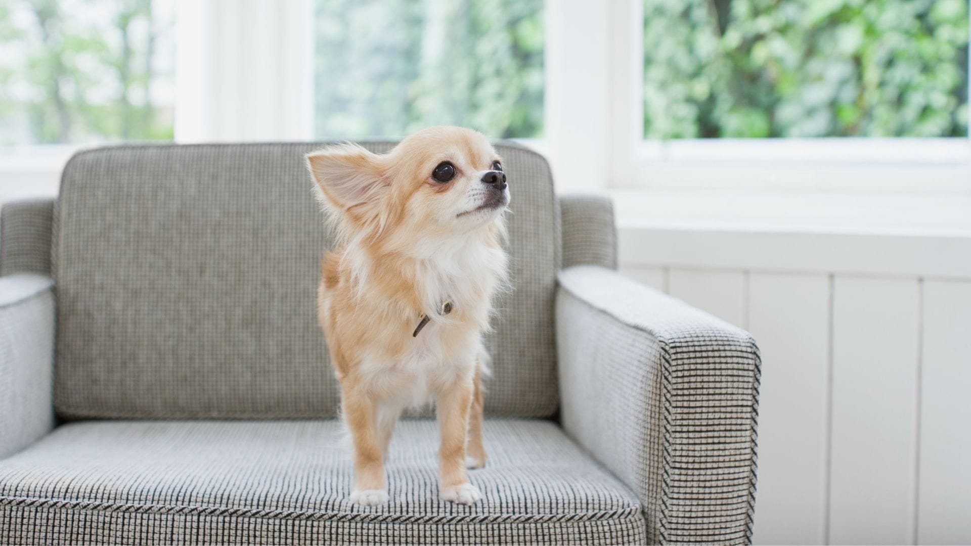 Issues In Chihuahua Health