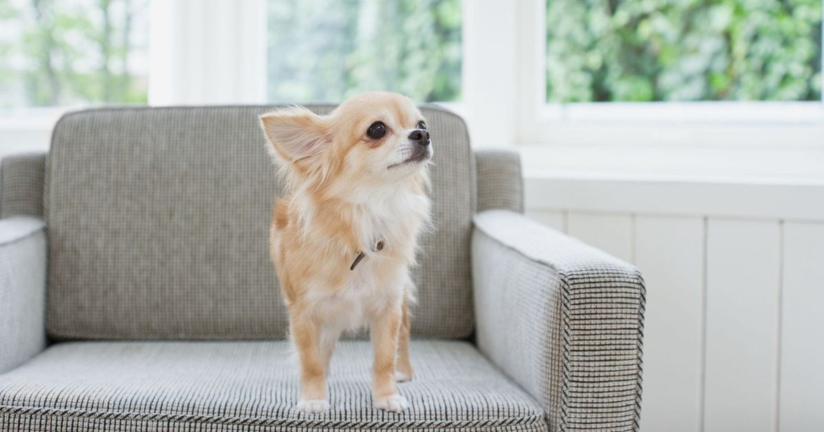 Issues In Chihuahua Health