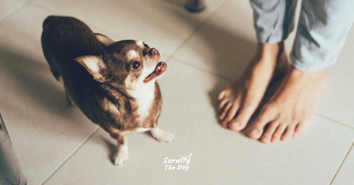 Understanding The Social Nature Of Humans and Dogs