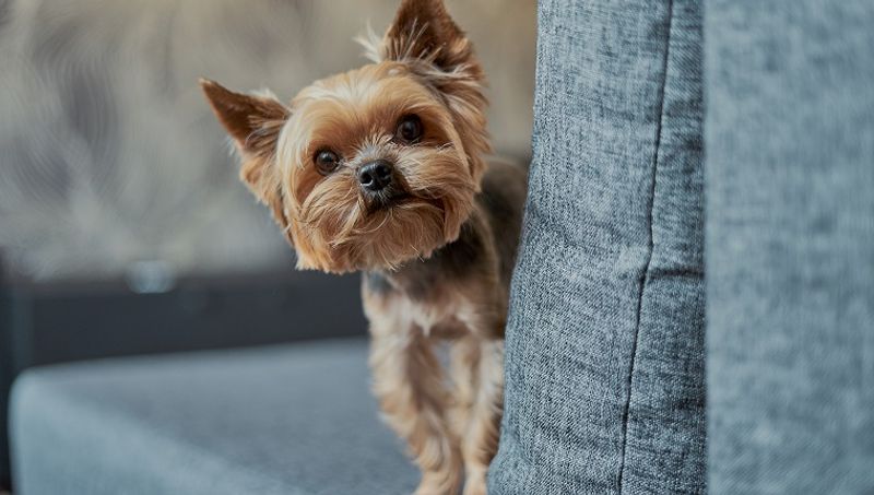 (Picture Credit: Valeriya21/Getty Images)