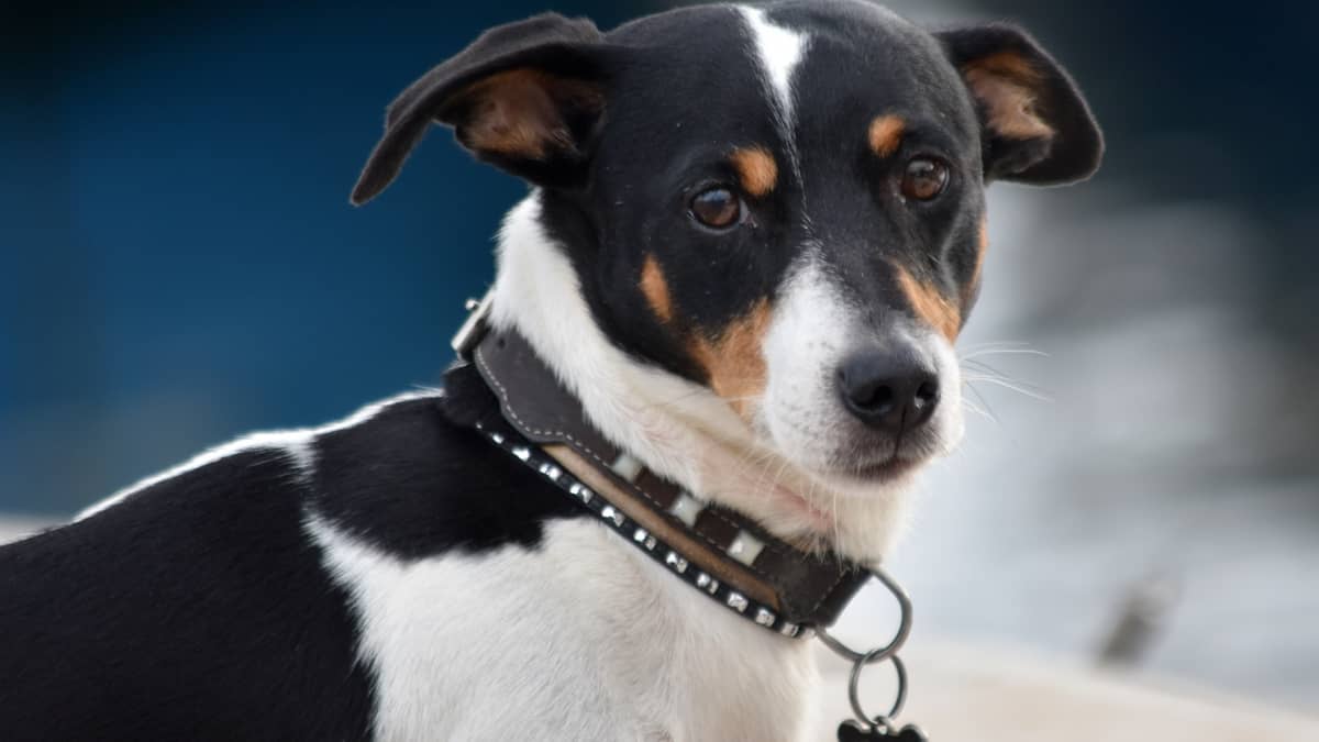 6 Best Collars For Small Dogs For All Seasons 2023