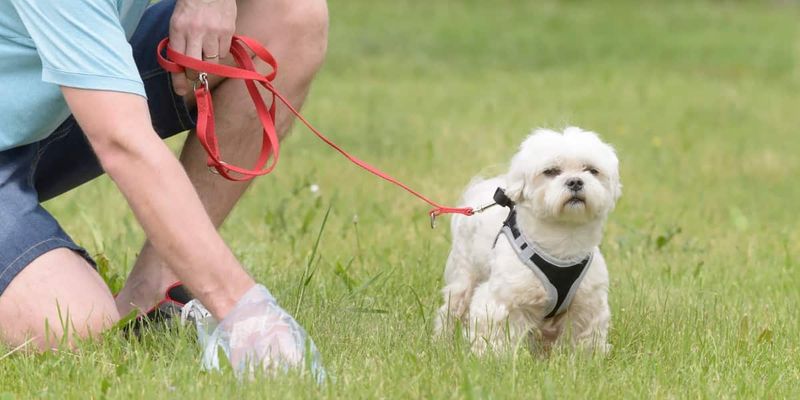 dog house training tips to keep your dog happy and healthy