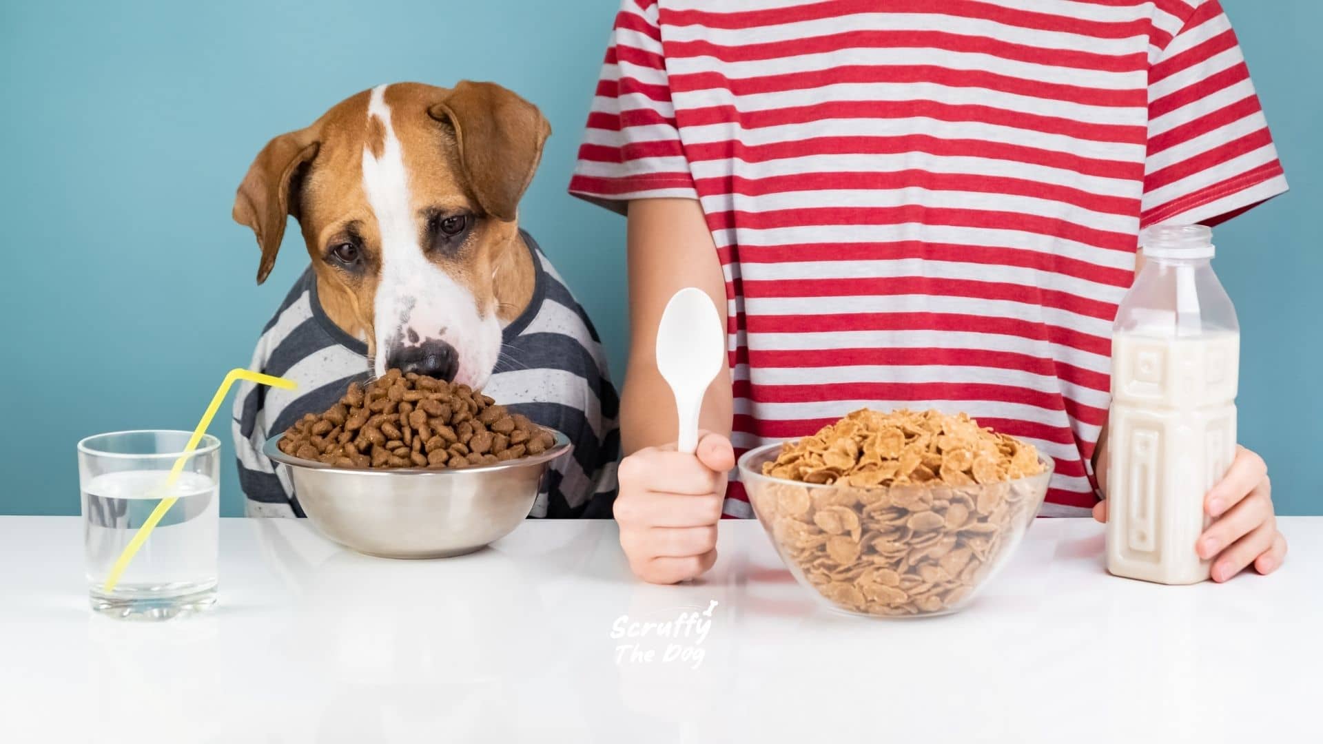 Benefits of Humans and Dogs Social Interaction