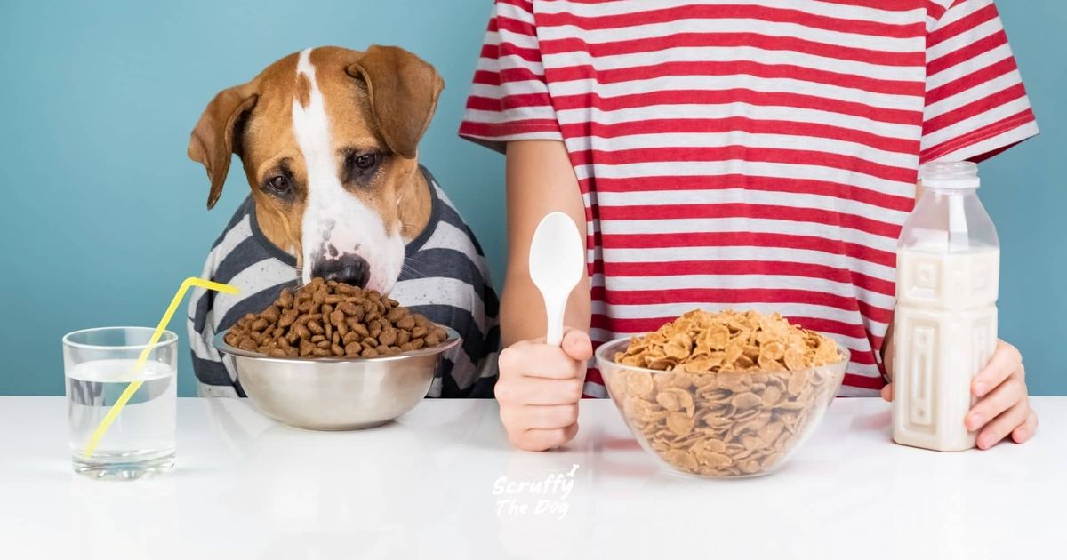 Benefits of Humans and Dogs Social Interaction