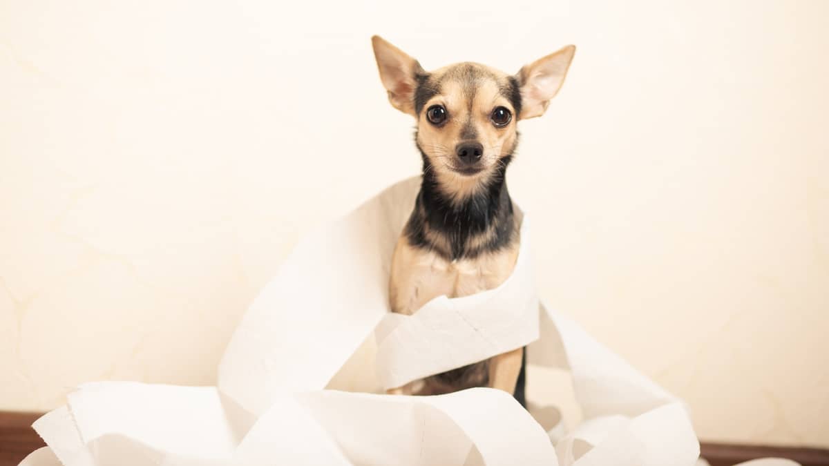 Treating Your Small Dogs Diarrhea The Natural Way