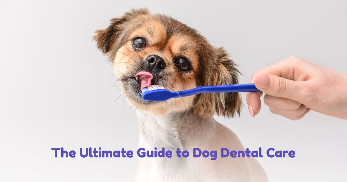 A person brushing a small dog's teeth with a toothbrush