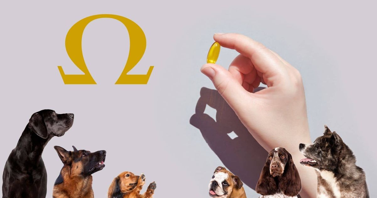 How to Know if Your Small Dog's Diet Contains Enough Fatty Acid