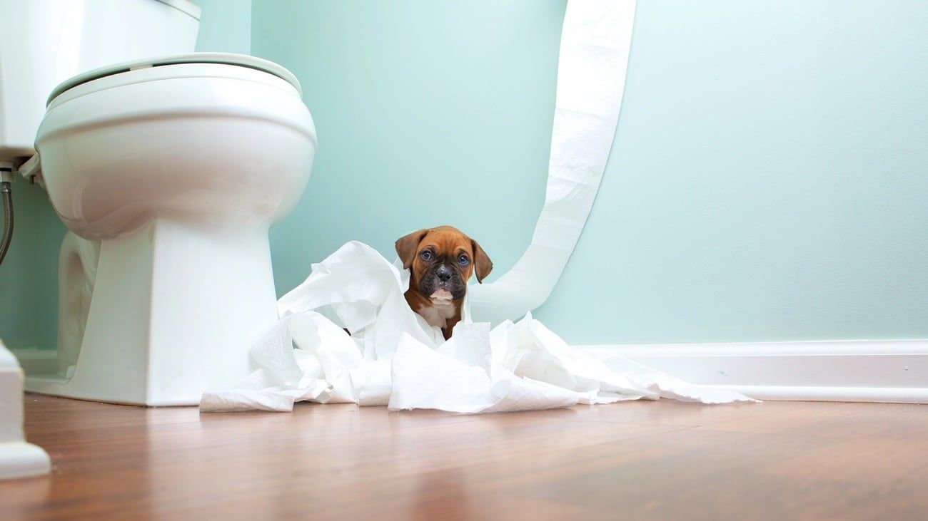 Potty Train Your Puppy