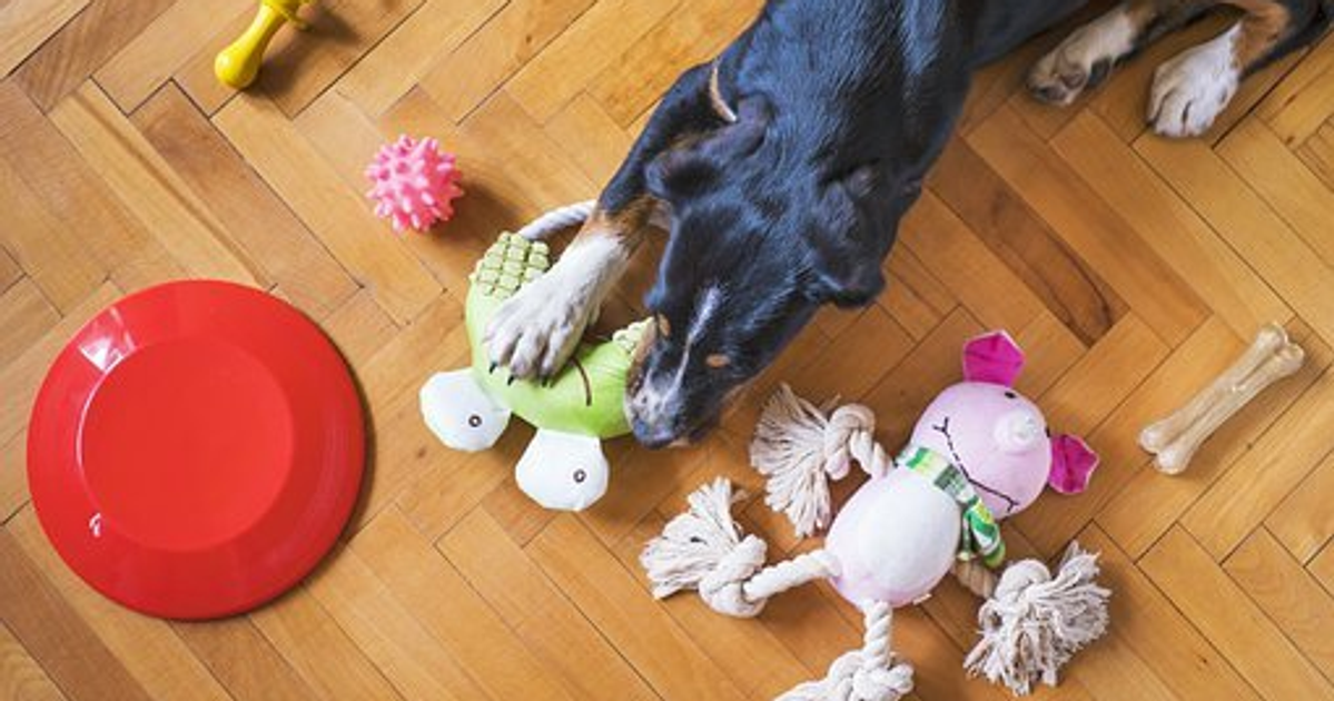 The Evolution of Dog Grooming: From Neanderthals to Modern Times