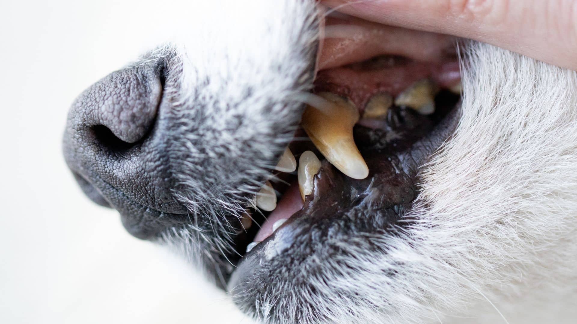 How A Dog's Diet Influences Oral Health
