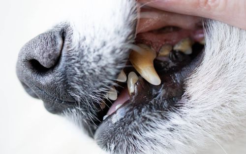 How A Dog's Diet Influences Oral Health