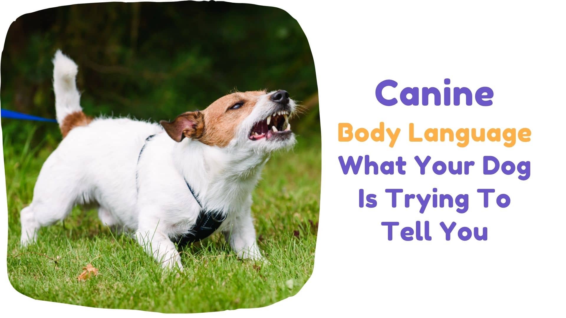 Canine Body Language: What Your Dog Is Trying To Tell You?