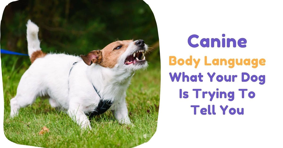 Canine Body Language: What Your Dog Is Trying To Tell You?