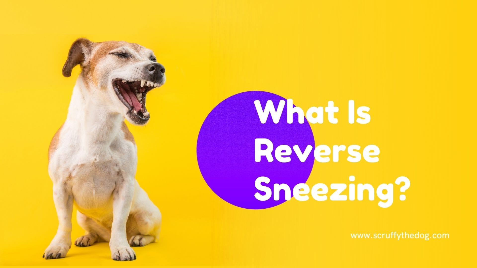 What is reverse sneezing and What You Can Do?