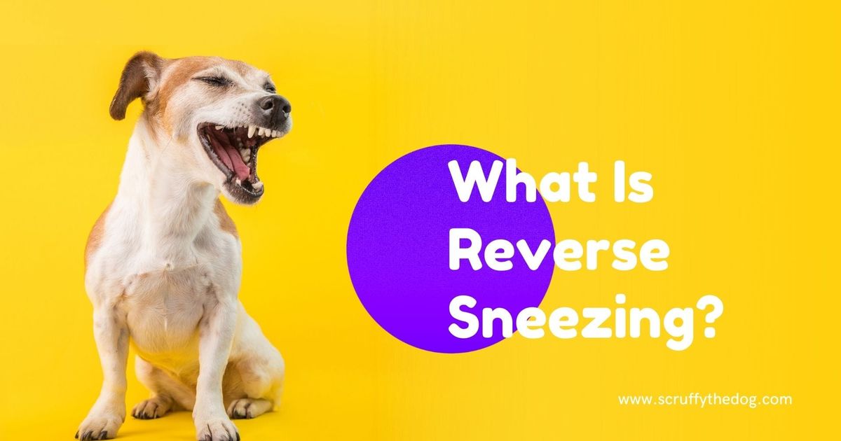 What is reverse sneezing and What You Can Do?