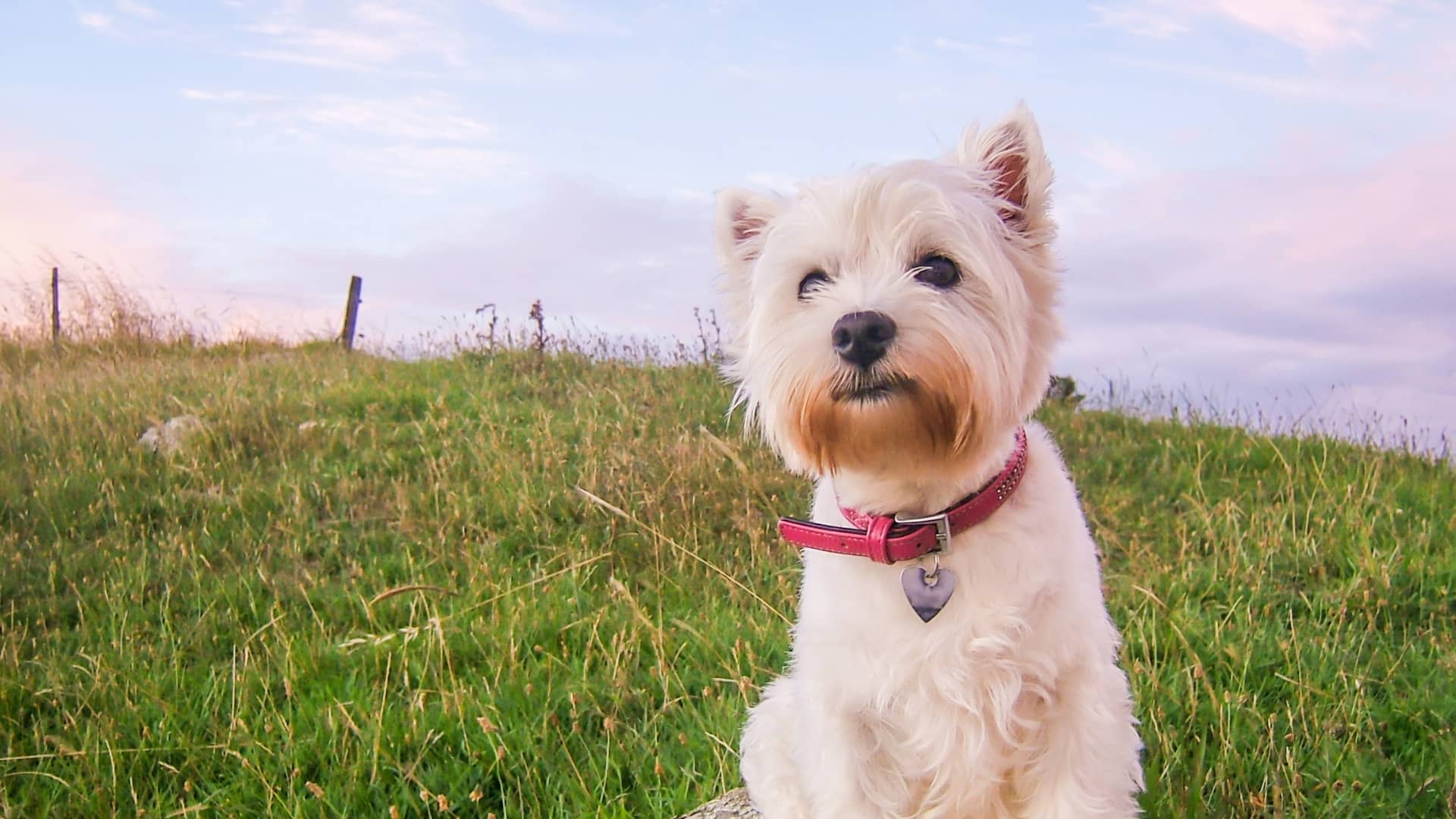 5 Best Digital Dog Collars For Small Dogs of 2023