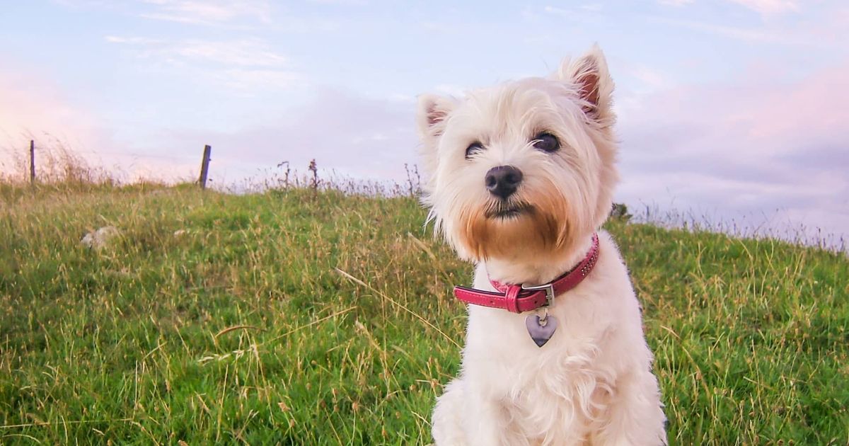 5 Best Digital Dog Collars For Small Dogs of 2023