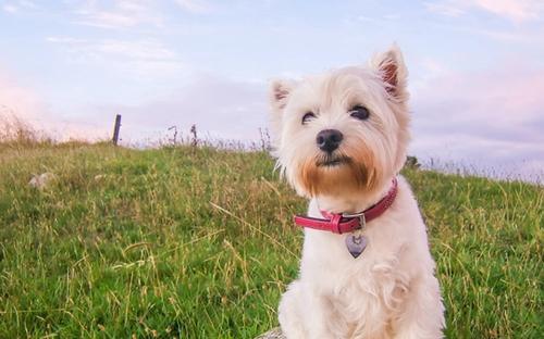 5 Best Digital Dog Collars For Small Dogs of 2023