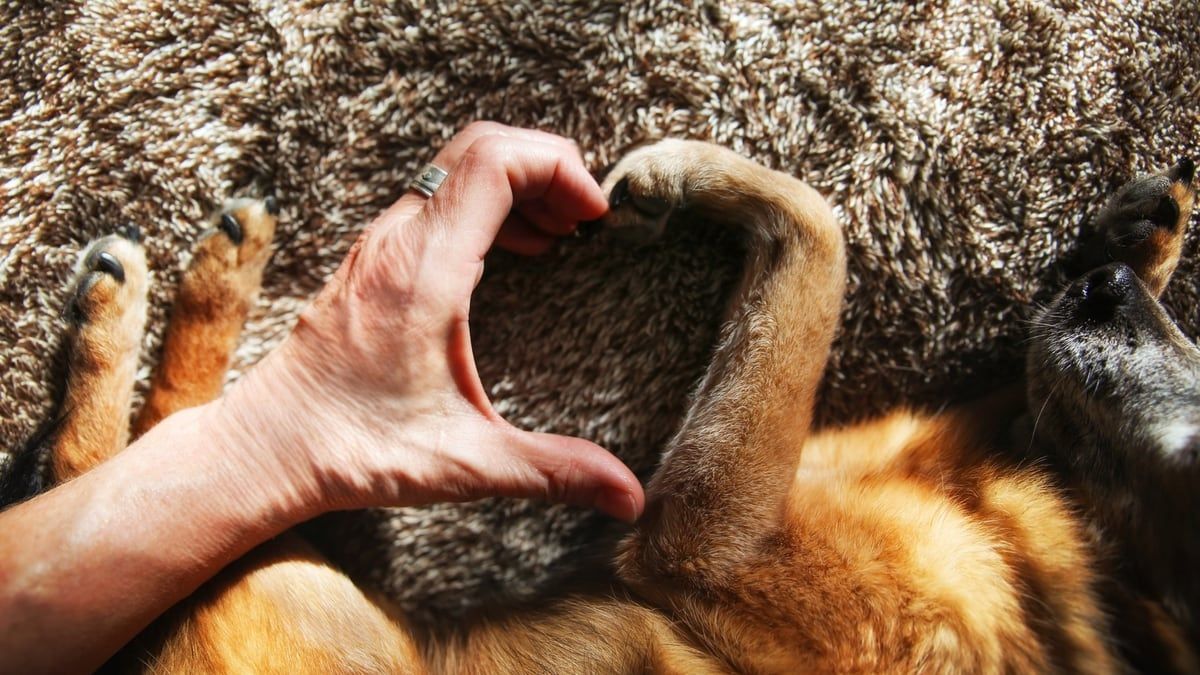 Dogs Are Man's Best Friend