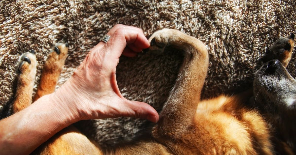 Dogs Are Man's Best Friend