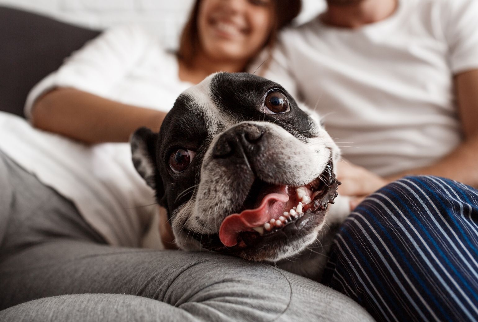 House Training A Small Dog. The Simple Way