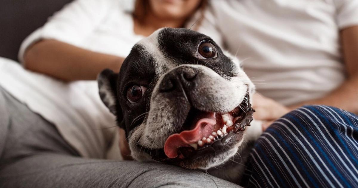 House Training A Small Dog. The Simple Way