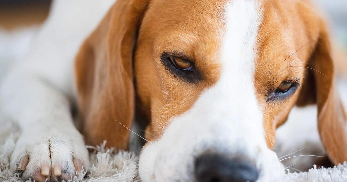 Natural Remedies for Dogs with Allergies