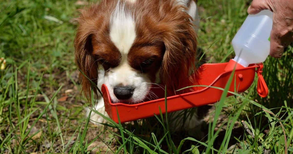 5 Best Portable Water Bottles For Small Dogs
