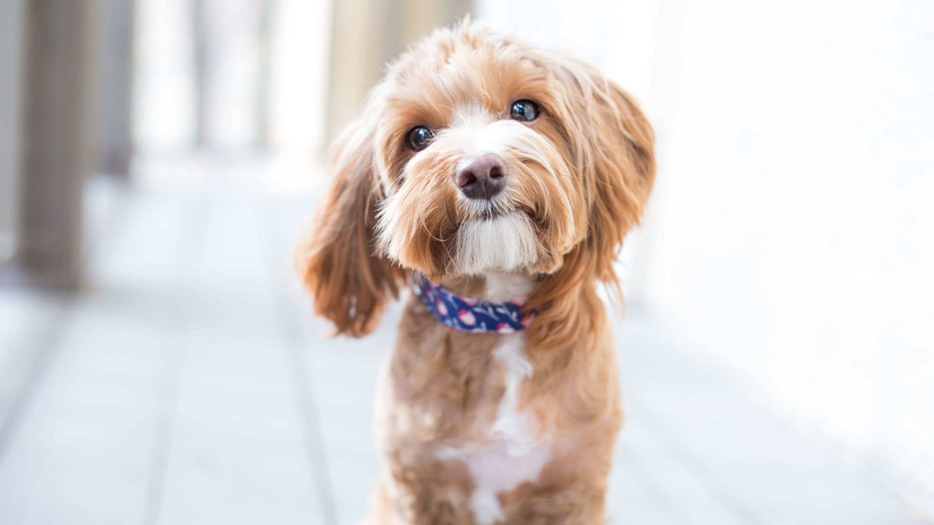 A charming brown dog closeup