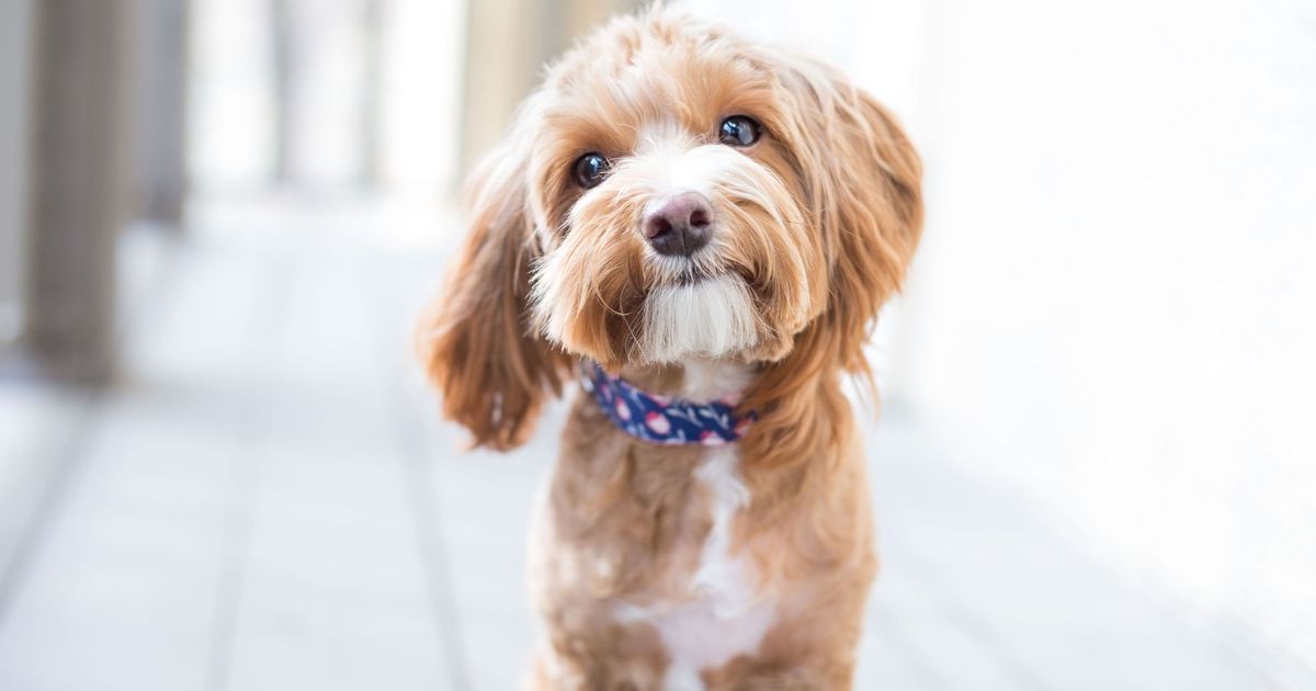 A charming brown dog closeup