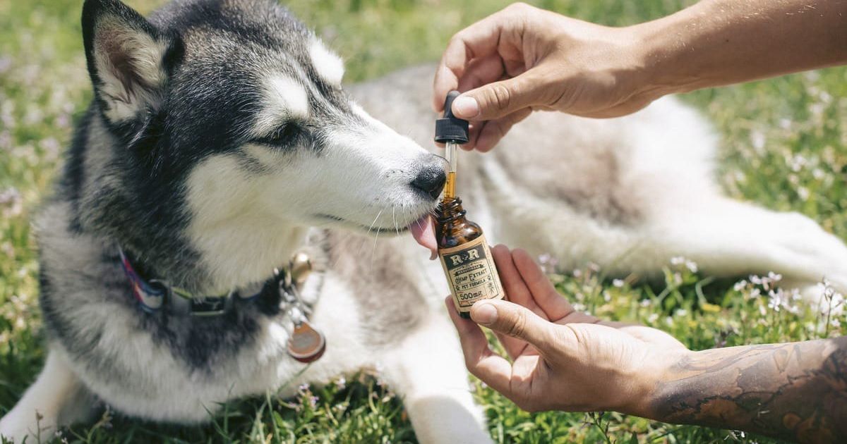 CBD Oil for Dogs: Does it Work?
