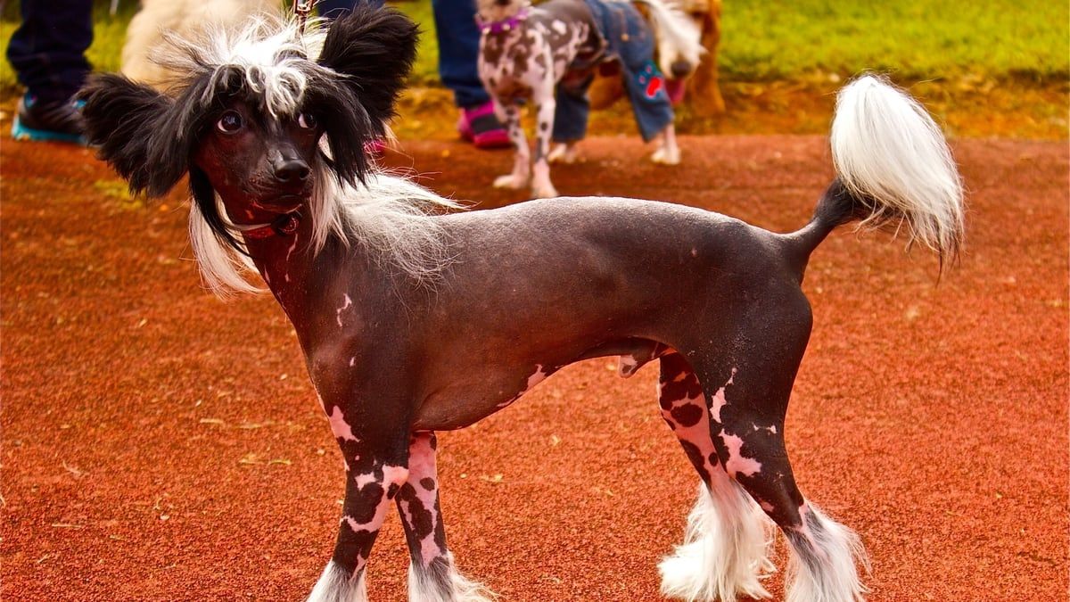 Wish to Start With Dog Shows?