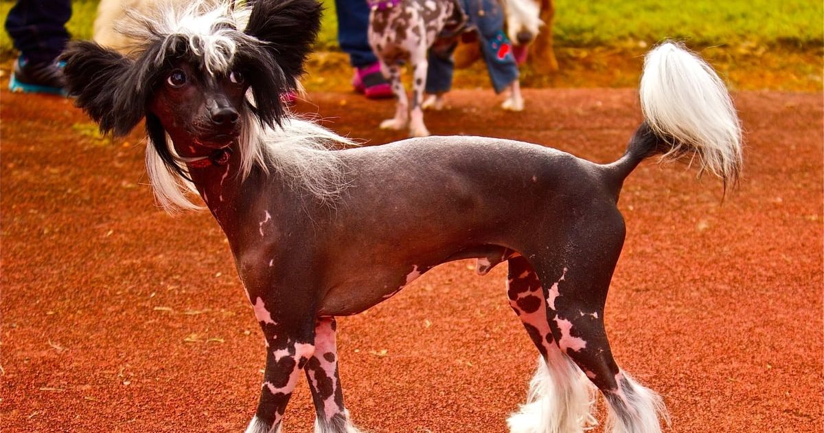 Wish to Start With Dog Shows?